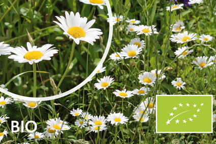 Biologisch Margriet - Leucanthemum vulgare 'Maikönigin'