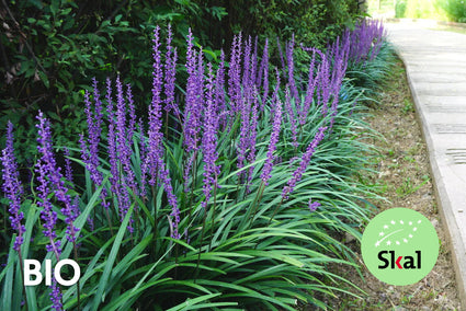 Biologisch Leliegras - Liriope muscari 'Ingwersen'