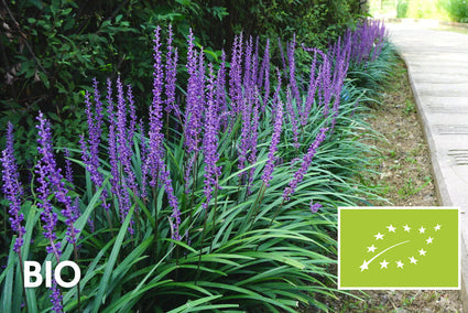 Biologisch Leliegras - Liriope muscari 'Ingwersen'