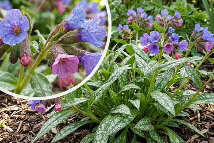 Longkruid - Pulmonaria 'Twinkle Toes'