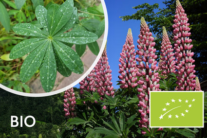 Biologische Lupine - Lupinus 'The Chatelaine'