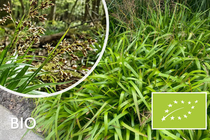 Biologisch Grote Veldbies - Luzula sylvatica