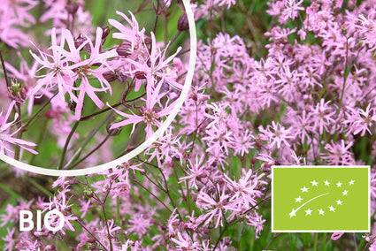 Biologisch Echte Koekoeksbloem - Lychnis flos-cuculi