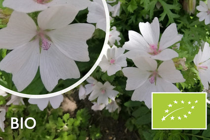 Biologisch Muskuskaasjeskruid - Malva moschata 'Alba'