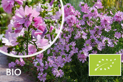 Biologisch Muskuskaasjeskruid - Malva moschata