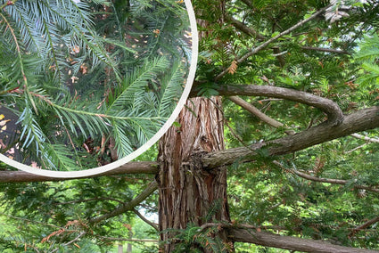 Mammoetboom - Sequoia sempervirens