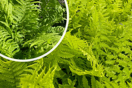 Struisvaren - Matteuccia struthiopteris