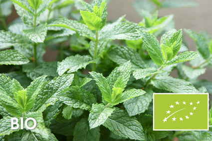 Biologische Groene munt - Mentha spicata 'Spearmint'