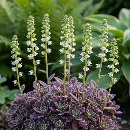 Mijterloof - Tellima grandiflora 'Rubra'