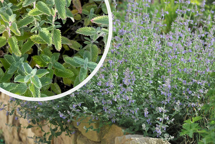 Kattenkruid (hoge soort 70 cm) - Nepeta x faassenii 'Six Hills Giant'