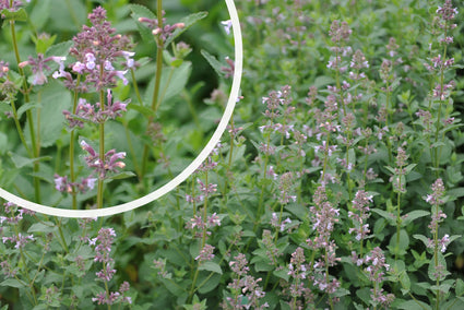 Kattenkruid (Roze) - Nepeta grandiflora 'Dawn to Dusk'