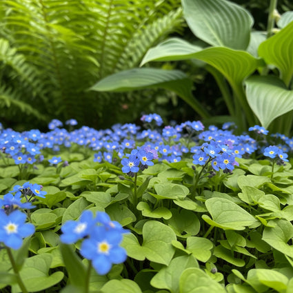 Amerikaans vergeet mij nietje - Omphalodes verna