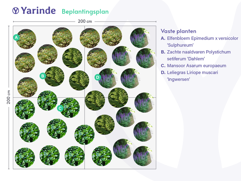 Mansoor - Asarum europaeum (ook per/m2) Mansoor - Asarum europaeum (ook per/m2)