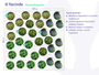 Mansoor - Asarum europaeum (ook per/m2) Mansoor - Asarum europaeum (ook per/m2)