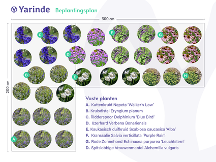 IJzerhard (Hoge soort 150 cm) - Verbena Bonariensis TIP