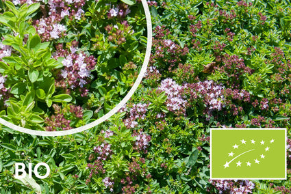 Biologisch Wilde marjolein - Origanum vulg. 'Compactum'