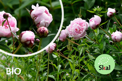 Biologisch Pioenroos - Paeonia (LD) 'Sarah Bernhardt'