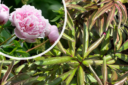 Biologisch Pioenroos (Roze) - Paeonia (LD) 'Sarah Bernhardt'