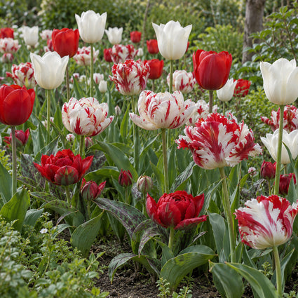 Bloembollen Mix 2 soorten Rood en Wit - 90 tulpenbollen