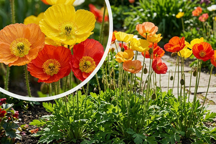 IJslandse papaver - Papaver nudicaule 'Gartenzwerg'