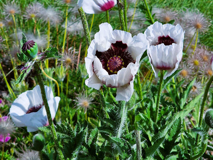 Oosterse papaver - Papaver orientale 'Royal Wedding'