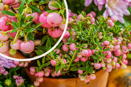 Parelbes - Pernettya mucronata 'Rosea'