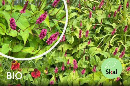 Biologisch Duizendknoop (Donkerrood, 70 cm) - Persicaria amplexicaulis 'Lisan'