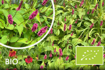 Biologisch Duizendknoop (Donkerrood, 70 cm) - Persicaria amplexicaulis 'Lisan'