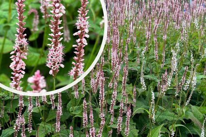 Duizendknoop (Roze, 140 cm hoog) - Persicaria amplexicaulis 'Rosea'