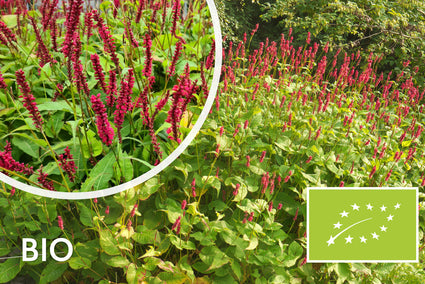 Biologisch Duizendknoop (Donkerroze, 100-150 cm) - Persicaria amplexicaulis