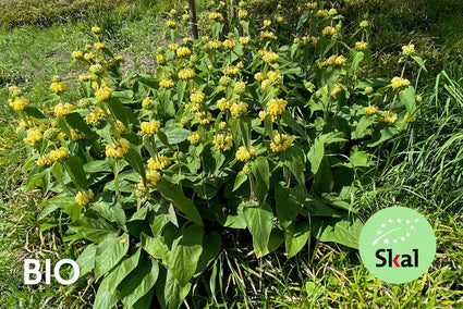 Biologisch Brandkruid (Geel) - Phlomis russeliana