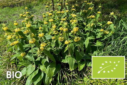 Biologisch Brandkruid (Geel) - Phlomis russeliana
