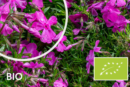 Biologisch Flox - Phlox (S) 'Moerheimii'