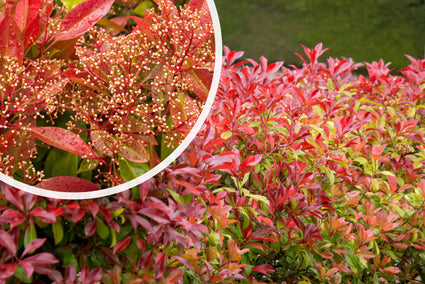 Glansmispel - Photinia x fraseri 'Red Robin'