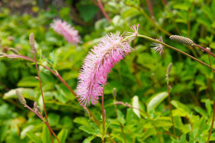Biologisch Pimpernel - Sanguisorba menziesii