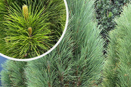 Zwarte den - Pinus nigra 'Green Tower'