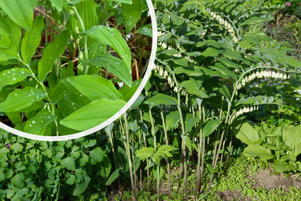 Gewone salomonszegel - Polygonatum multiflorum TIP