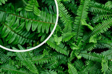 Naaldvaren (wintergroen) - Polystichum munitum