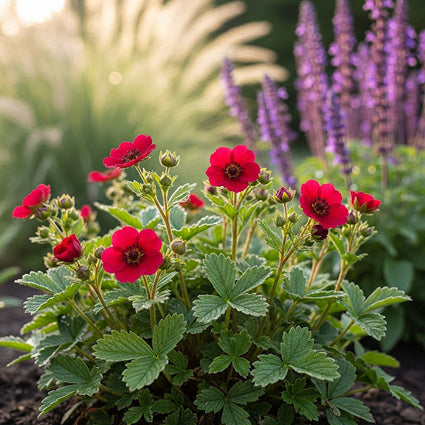 Donkere bloedrode Ganzerik - Potentilla atrosanguinea