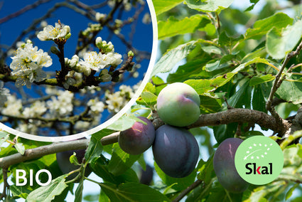 Biologische Pruimenboom - Prunus Domestica Opal BIO