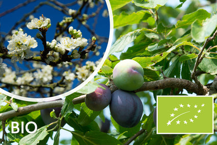 Biologische Pruimenboom - Prunus Domestica Opal BIO