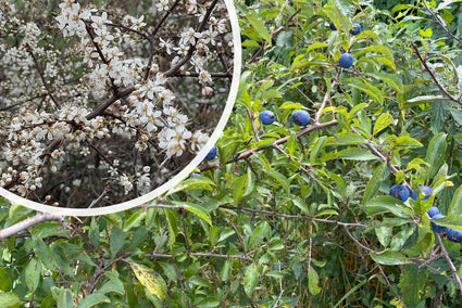 Sleedoorn - Prunus spinosa