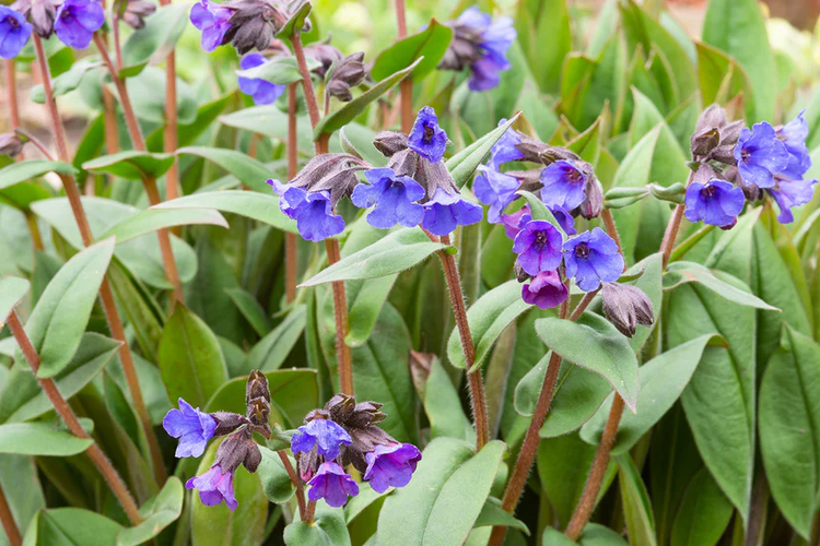 Longkruid (Blauw)- Pulmonaria angustifolia 'Blue Ensign' BIO