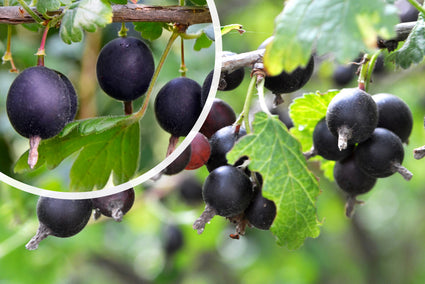 Zwarte bes - Ribes nidigrolaria 'Jostabes'
