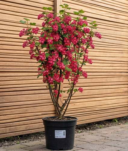 Rode Ribes - Ribes sanguineum 'King Edward VII'