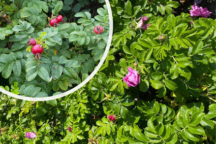 Rimpelroos - Rosa rugosa