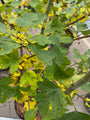 Rode Meidoorn - Crataegus laevigata 'Paul's Scarlet' Rode Meidoorn - Crataegus laevigata 'Paul's Scarlet'