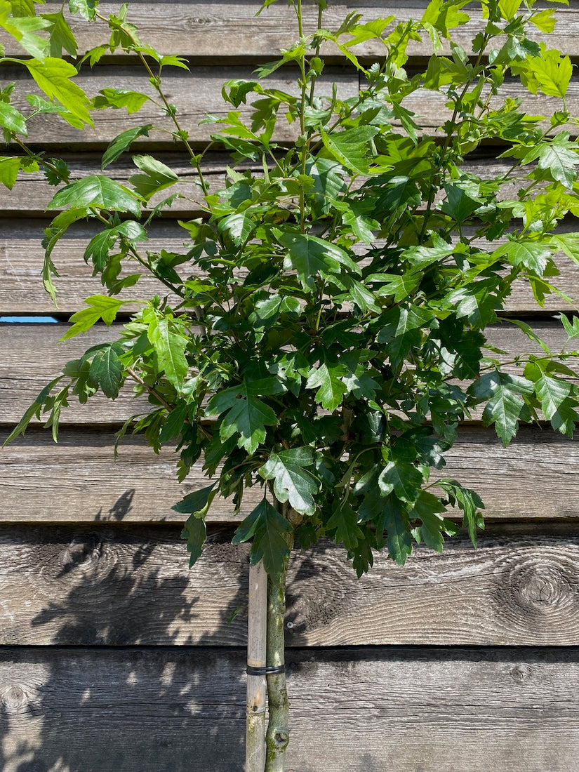 Rode Meidoorn - Crataegus laevigata 'Paul's Scarlet' Rode Meidoorn - Crataegus laevigata 'Paul's Scarlet'