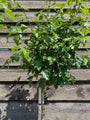 Rode Meidoorn - Crataegus laevigata 'Paul's Scarlet' Rode Meidoorn - Crataegus laevigata 'Paul's Scarlet'