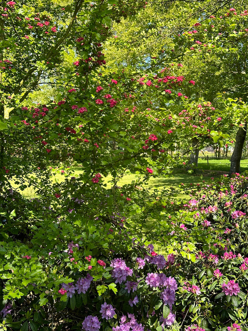 Rode Meidoorn - Crataegus laevigata 'Paul's Scarlet' Rode Meidoorn - Crataegus laevigata 'Paul's Scarlet'